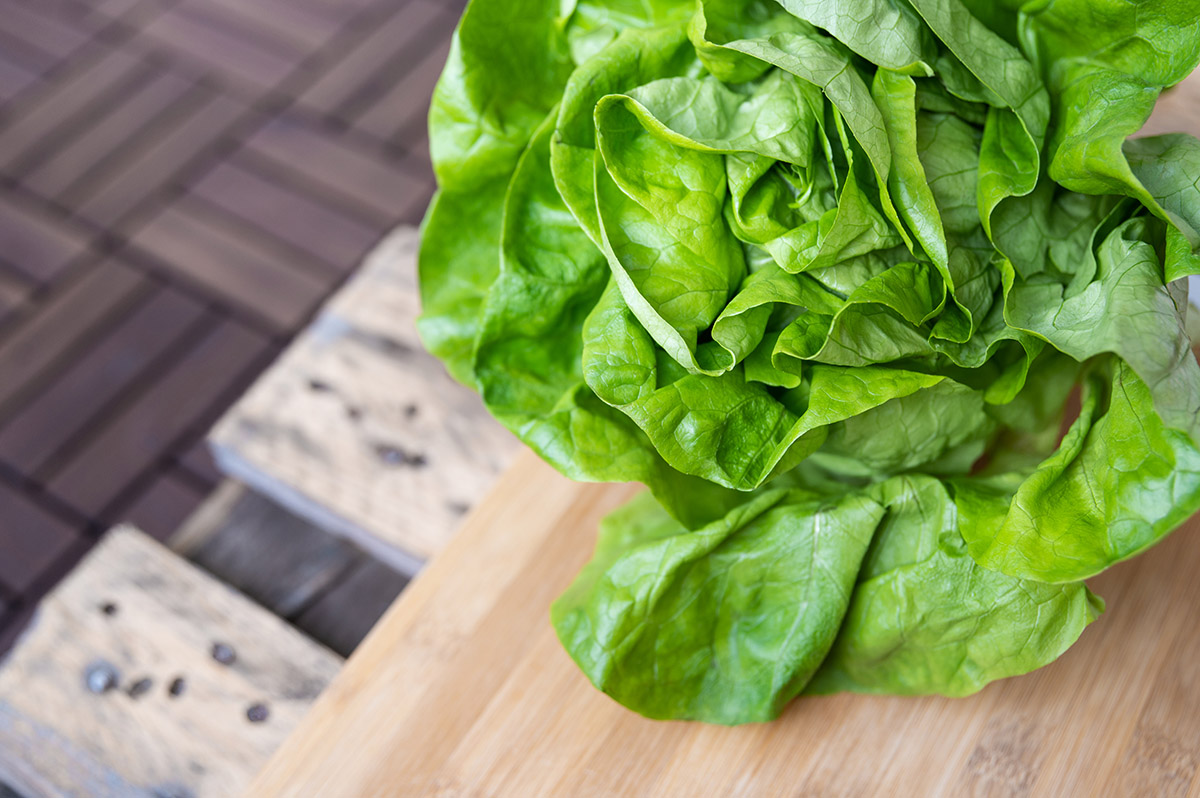 Kopfsalat