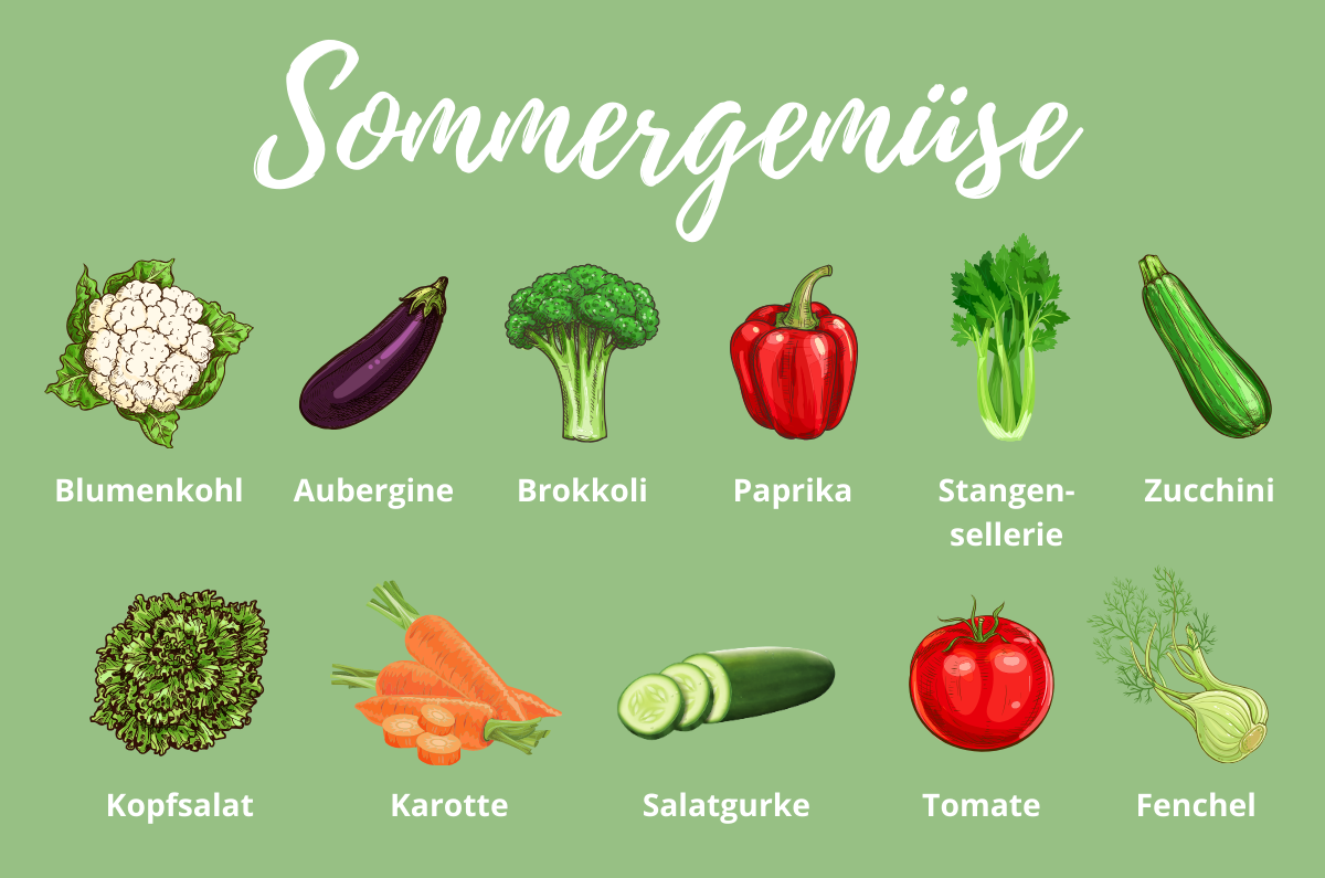 Sommergemüse Liste – die top 11 beliebter Gemüse im Sommer | bellendo