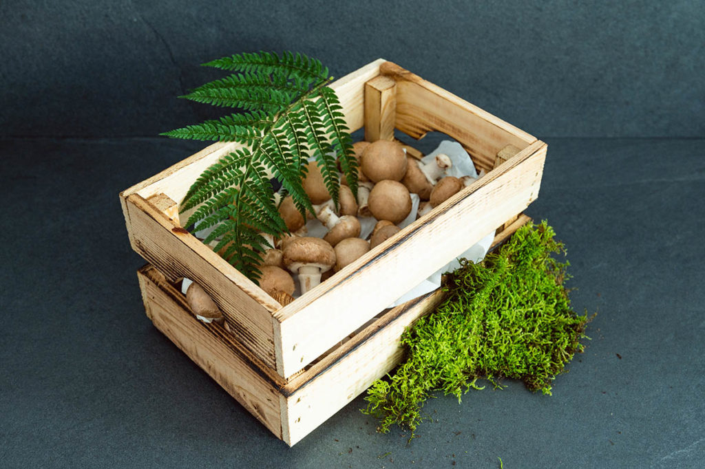 Pilze sammeln der praktische AnfängerGuide bellendo